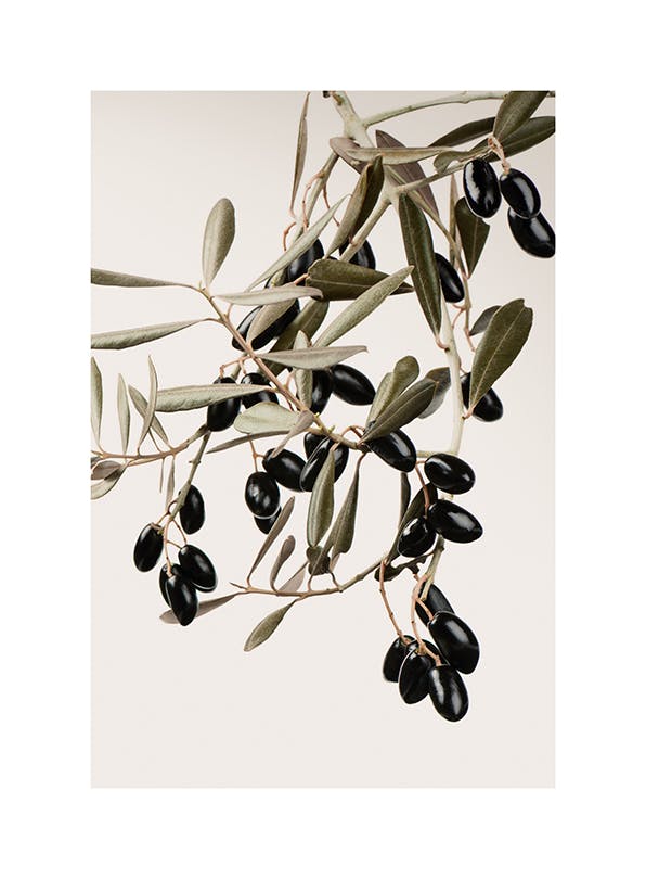 Olive Branch Plakat (21x30 cm)