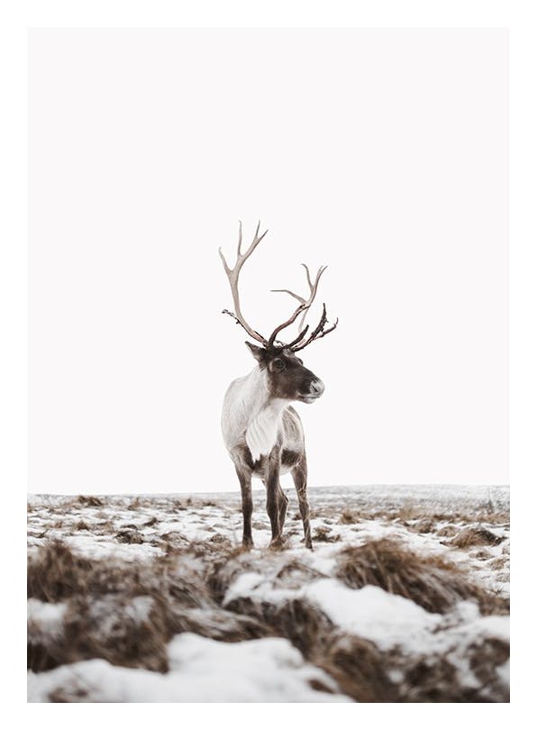 Reindeer Affiche (50x70 cm) - Tableaux d'animaux sauvages