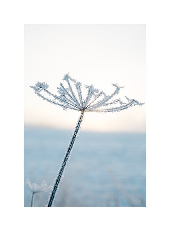 Prints - Frosty Flower Print (50x70 cm) - Winter prints
